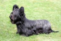 Skye Terrier Puppies for sale in OR-99W, McMinnville, OR 97128, USA. price: $700