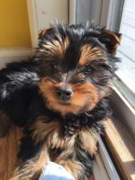 Skye Terrier Puppies for sale in 8 Meg Way, Windsor Locks, CT 06096, USA. price: $3,400