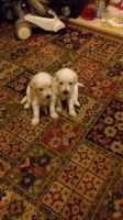 Sloughi Puppies for sale in Columbus, OH, USA. price: $300