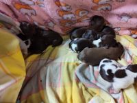 Slovakian Rough Haired Pointer Puppies Photos