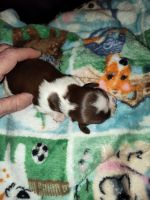 Slovakian Rough Haired Pointer Puppies Photos