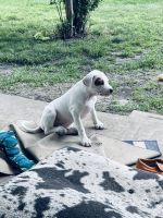 Smithfield Puppies for sale in Wolfe City, TX 75496, USA. price: $200