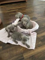 Smooth Haired Weimaraner Puppies for sale in 7920 E Orchard Rd, Acampo, CA 95220, USA. price: $750