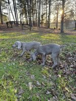 Smooth Haired Weimaraner Puppies for sale in Laurel, Mississippi. price: $600