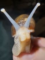 Snail Animals for sale in Virginia Beach, Virginia. price: $15