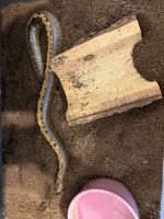 Snake Reptiles for sale in Zephyrhills, FL 33545, USA. price: $50