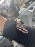 Snake Reptiles Photos