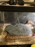 Snake Reptiles for sale in Mansfield, Texas. price: $75