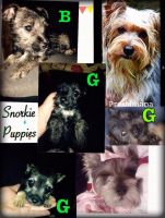 Snorkie Puppies for sale in Raleigh, NC, USA. price: $200