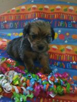 Snorkie Puppies for sale in Houston, TX, USA. price: $300