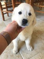 Snorkie Puppies for sale in Texada Island, Powell River D, BC V0N, Canada. price: $400