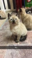 Snowshoe Cats for sale in Phoenix, AZ, USA. price: $600
