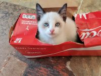 Snowshoe Cats for sale in Copiague, NY, USA. price: $550