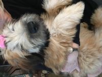 Soft-Coated Wheaten Terrier Puppies for sale in Plymouth, MI 48170, USA. price: $1,500