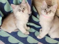 Somali Cats for sale in Atlanta, GA, USA. price: $750