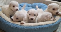 South Russian Ovcharka Puppies Photos