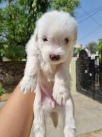 South Russian Ovcharka Puppies Photos