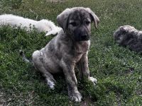 Spanish Mastiff Puppies Photos