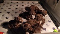 Spanish Water Dog Puppies for sale in Ohio City, Cleveland, OH, USA. price: $2,300