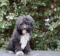 Spanish Water Dog Puppies for sale in Salemburg, NC 28385, USA. price: $2,000