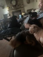 3yrs old male Stud Sphynx