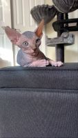 sphynx kitten