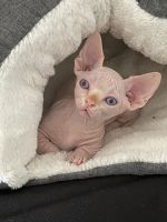 Sphynx Bambino male cat