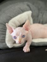 Sphynx Bambino male cat