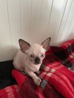 Sphynx bambino female cat