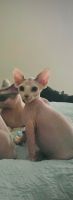 Sphynx Kittens