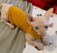 Sphynx bambino male cat