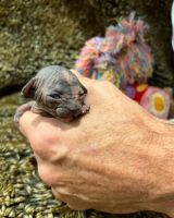 Sphynx babies 15 days old