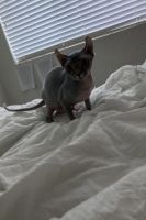 In search of a welcoming family for Phoenix