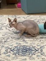 Adult Female Sphynx