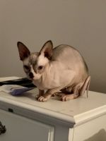 Adult Female Sphynx