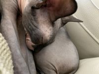 1.5 year old Male Sphynx For Sale!
