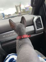 1.5 year old Male Sphynx For Sale!