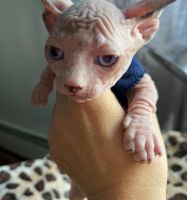 Easter Bambino Special