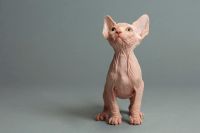 Pure breed Sphynx