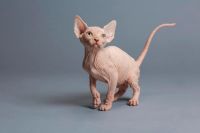 Pure breed Sphynx