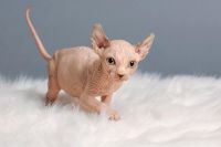 Pure breed Sphynx