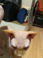 Pure breed 1 year old money maker.