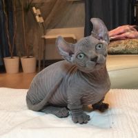 Sphynx Kittens