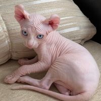 Sphynx Kittens