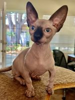 Smudge, 5 month old female bambino Sphynx kitten