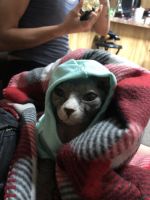 Sphynx for sale