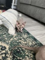 Sphynx Bambino