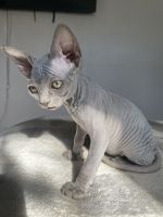 Sphinx kitten