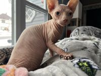 Sphynx kittens