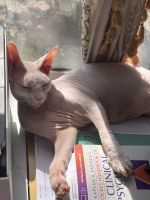 6 y.o. Pink Sphynx cat named Cairo
